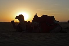 32-Camels in sunset